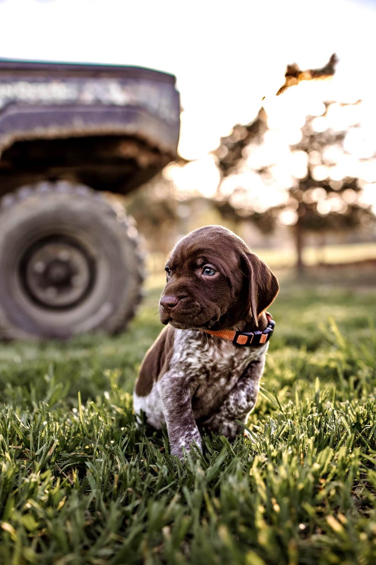 German Shorthaired Pointer Puppies - Farm Raised, Well Socialized breeder image 5