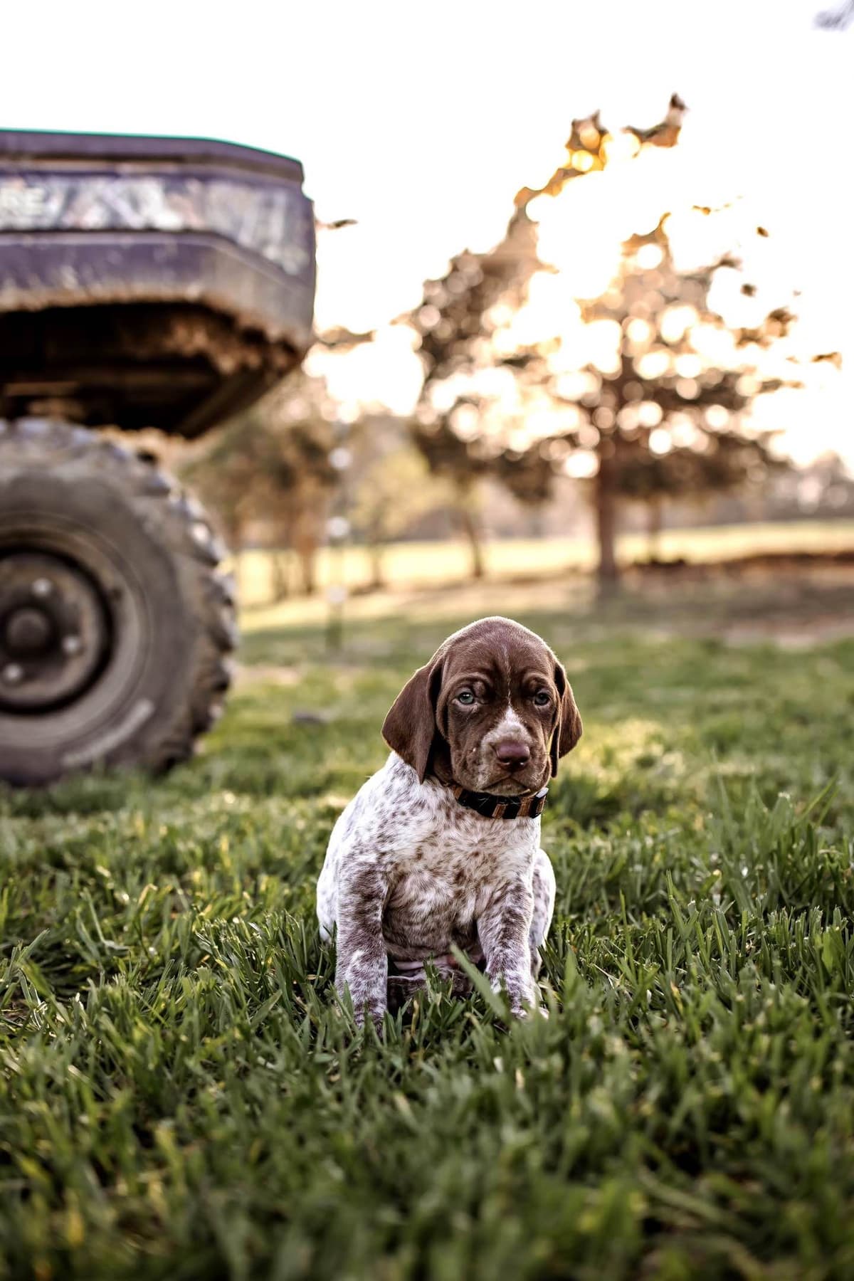 German Shorthaired Pointer Puppies - Farm Raised, Well Socialized breeder image 3
