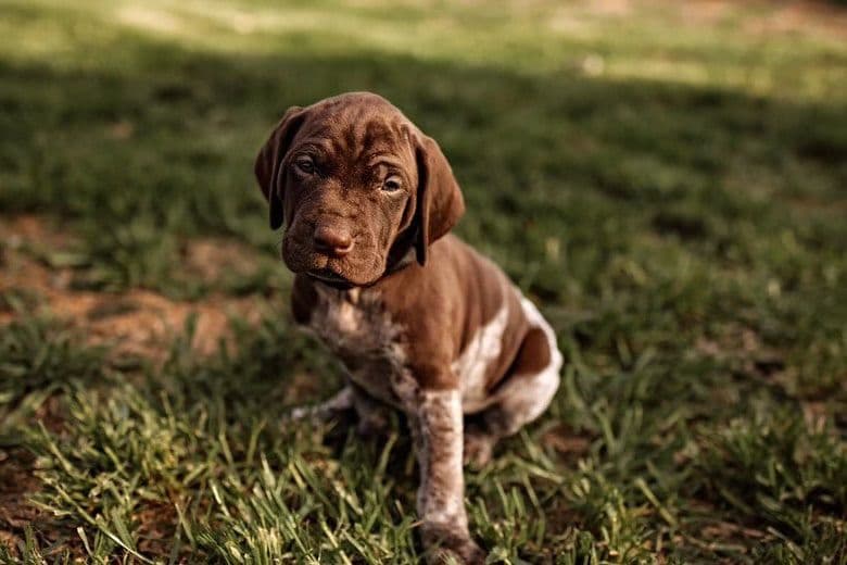 German Shorthaired Pointer Puppies - Farm Raised, Well Socialized breeder image 6