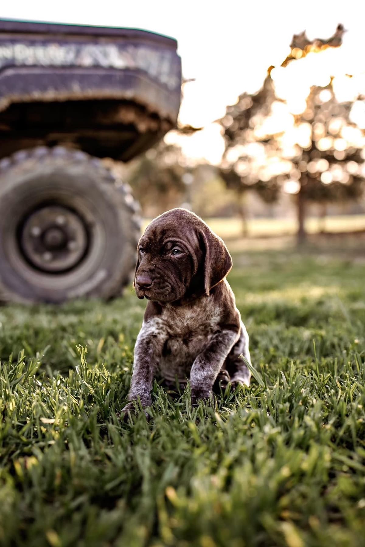 German Shorthaired Pointer Puppies - Farm Raised, Well Socialized breeder image 7