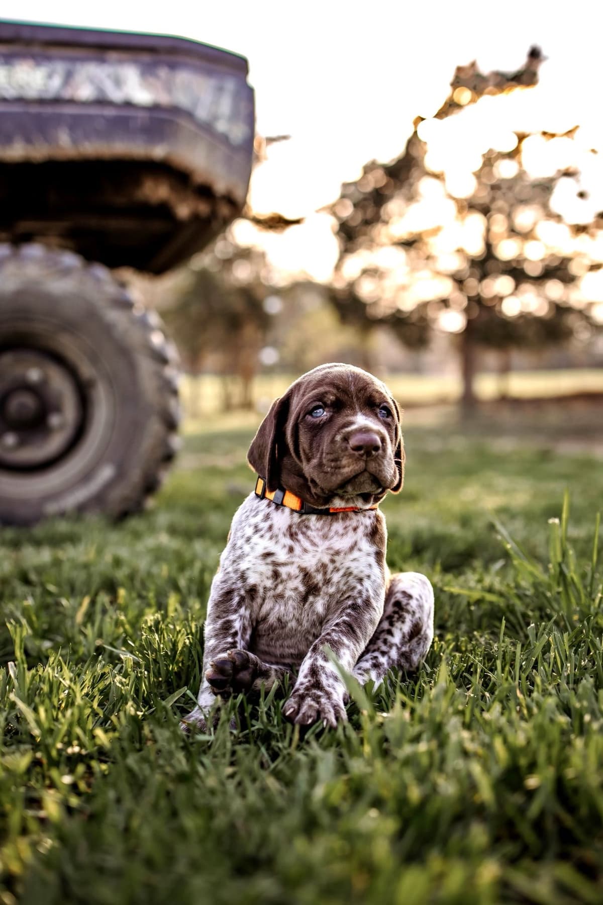 German Shorthaired Pointer Puppies - Farm Raised, Well Socialized breeder image 8