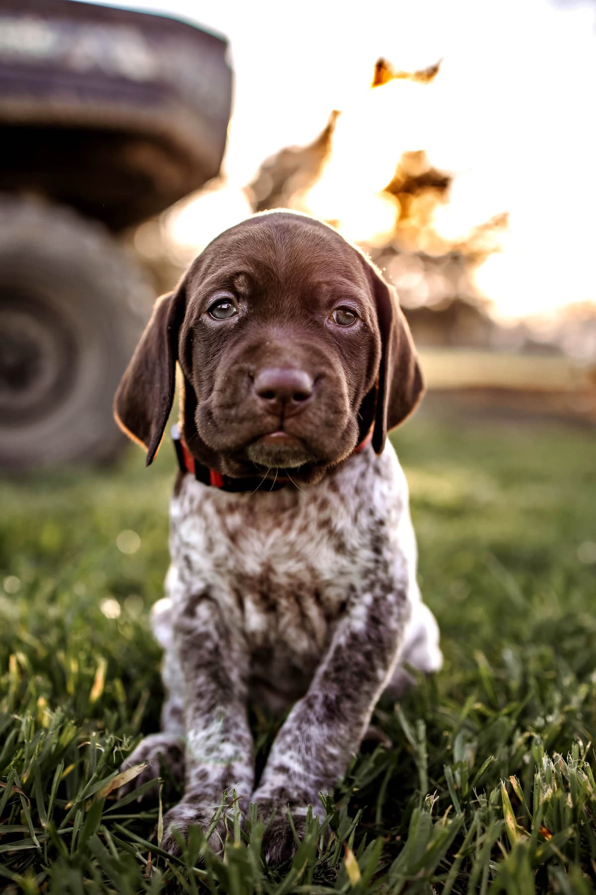 German Shorthaired Pointer Puppies - Farm Raised, Well Socialized breeder image 10