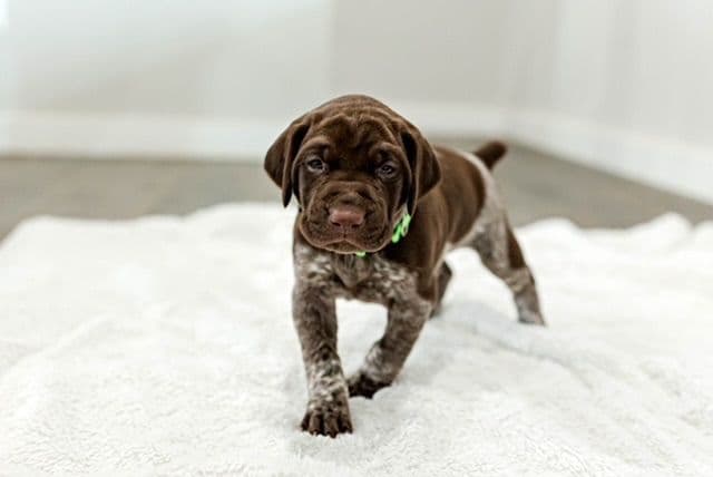 German Shorthaired Pointer Puppies - Farm Raised, Well Socialized breeder image 12