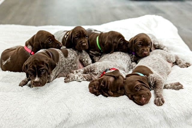 German Shorthaired Pointer Puppies - Farm Raised, Well Socialized breeder image 13