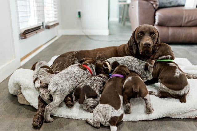 German Shorthaired Pointer Puppies - Farm Raised, Well Socialized breeder image 15