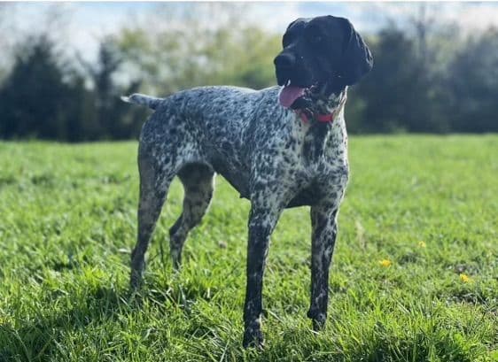 German Shorthaired Pointer Puppies - Farm Raised, Well Socialized breeder image 14