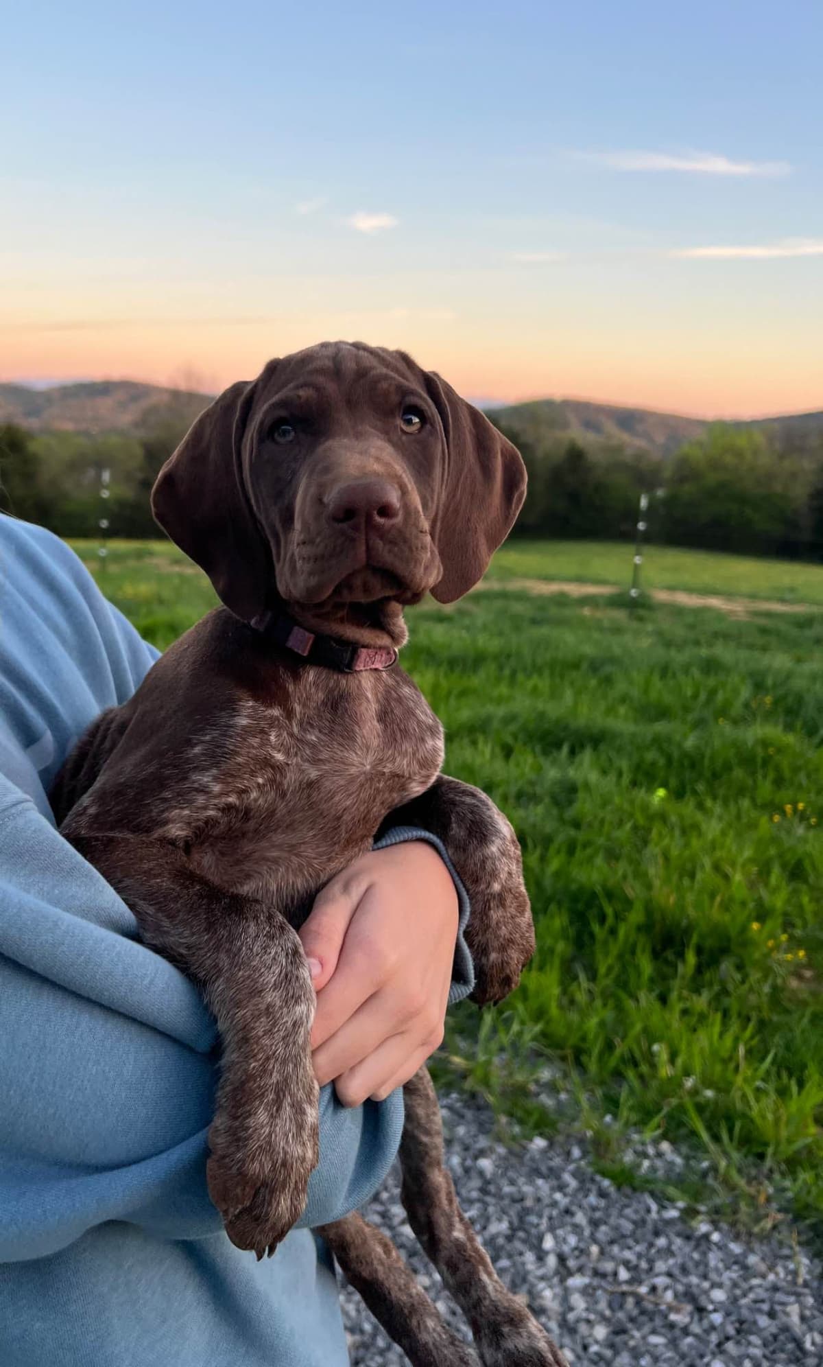 German Shorthaired Pointer Puppies - Farm Raised, Well Socialized breeder image 18