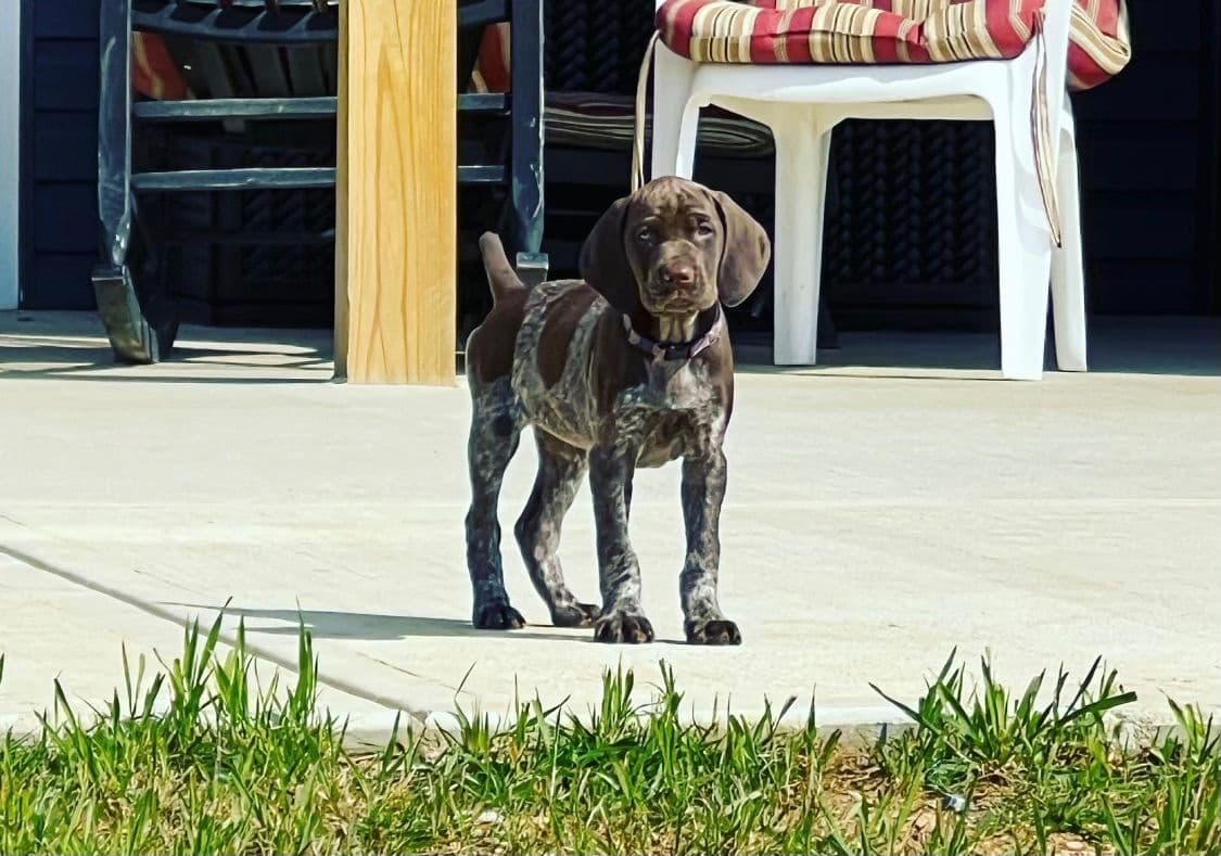 German Shorthaired Pointer Puppies - Farm Raised, Well Socialized breeder image 19