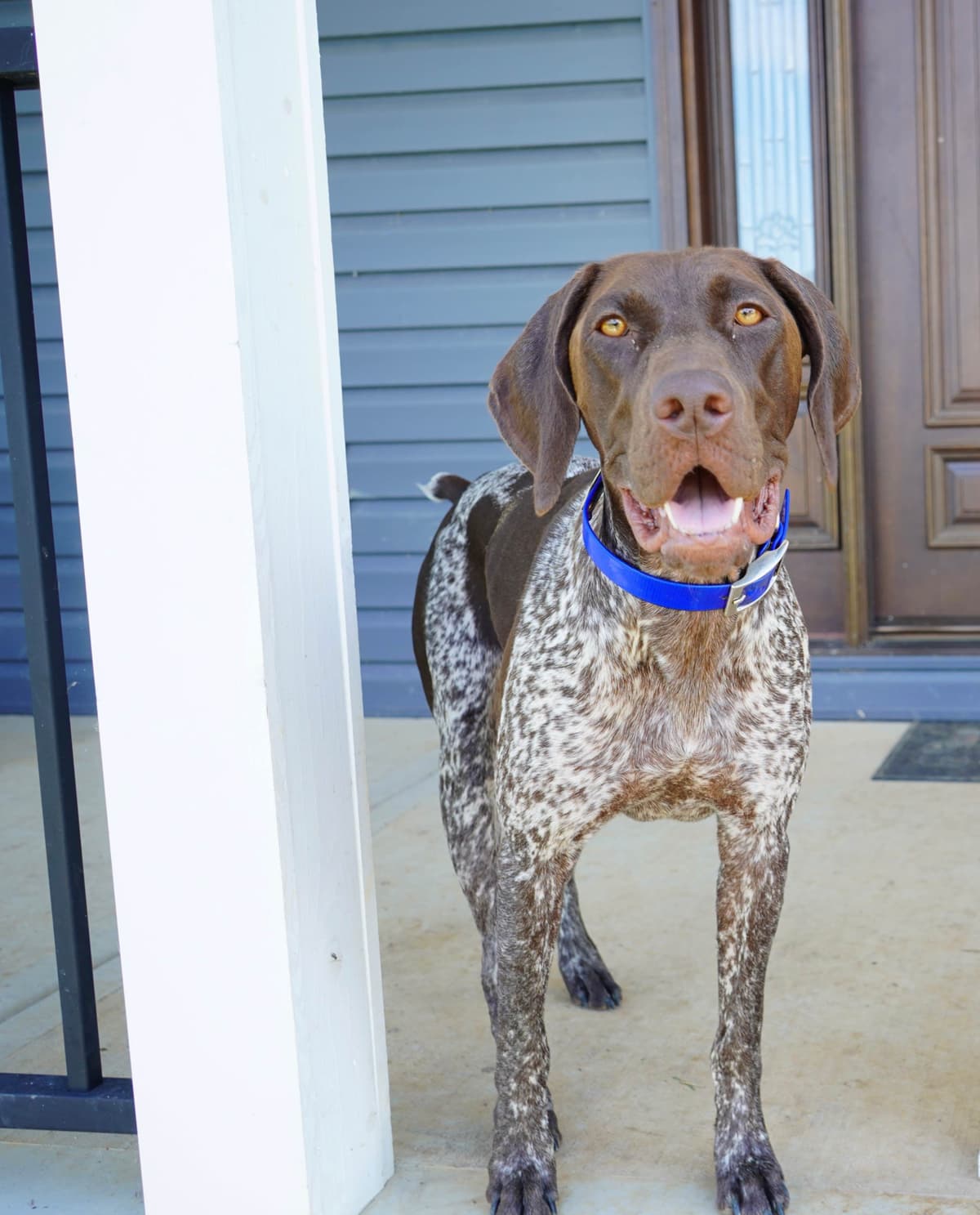German Shorthaired Pointer Puppies - Farm Raised, Well Socialized breeder image 21