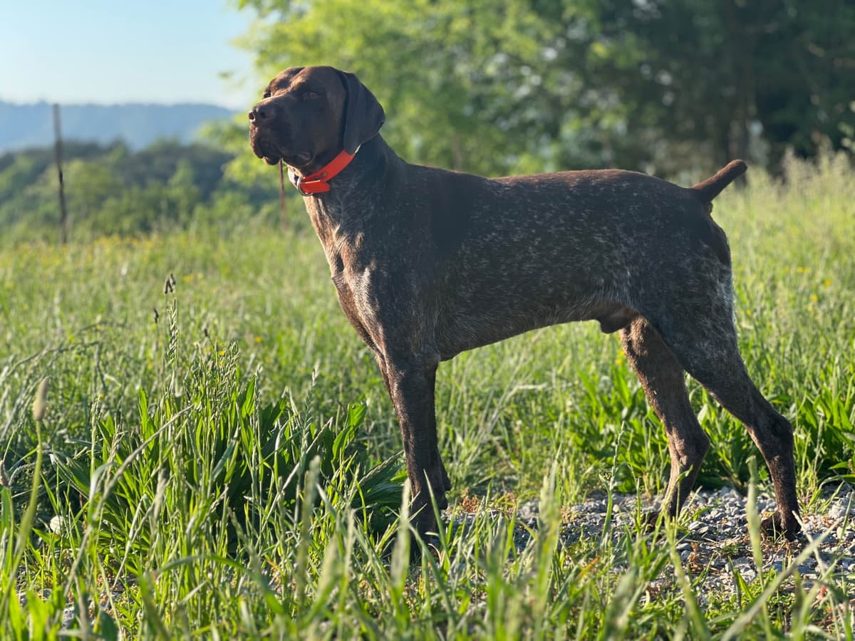 German Shorthaired Pointer Puppies - Farm Raised, Well Socialized breeder image 20