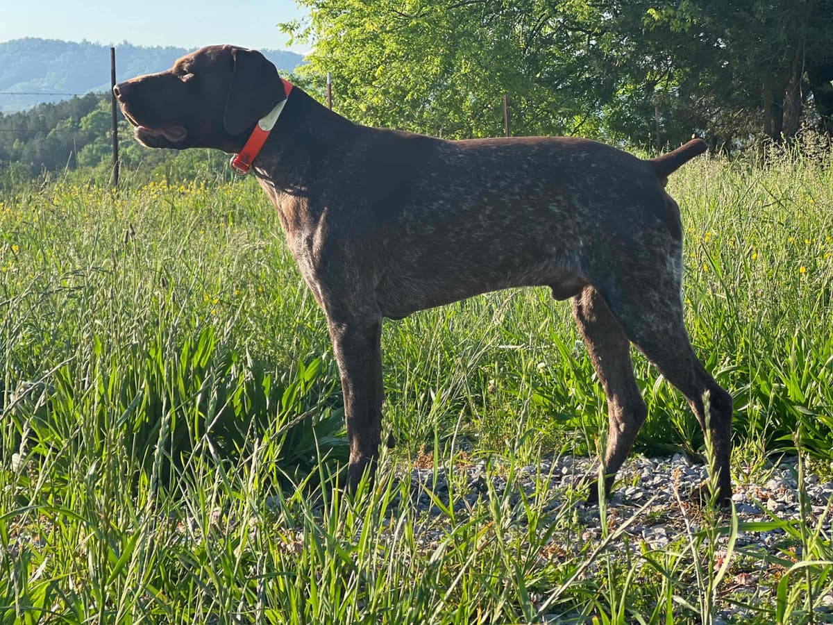 German Shorthaired Pointer Puppies - Farm Raised, Well Socialized breeder image 23