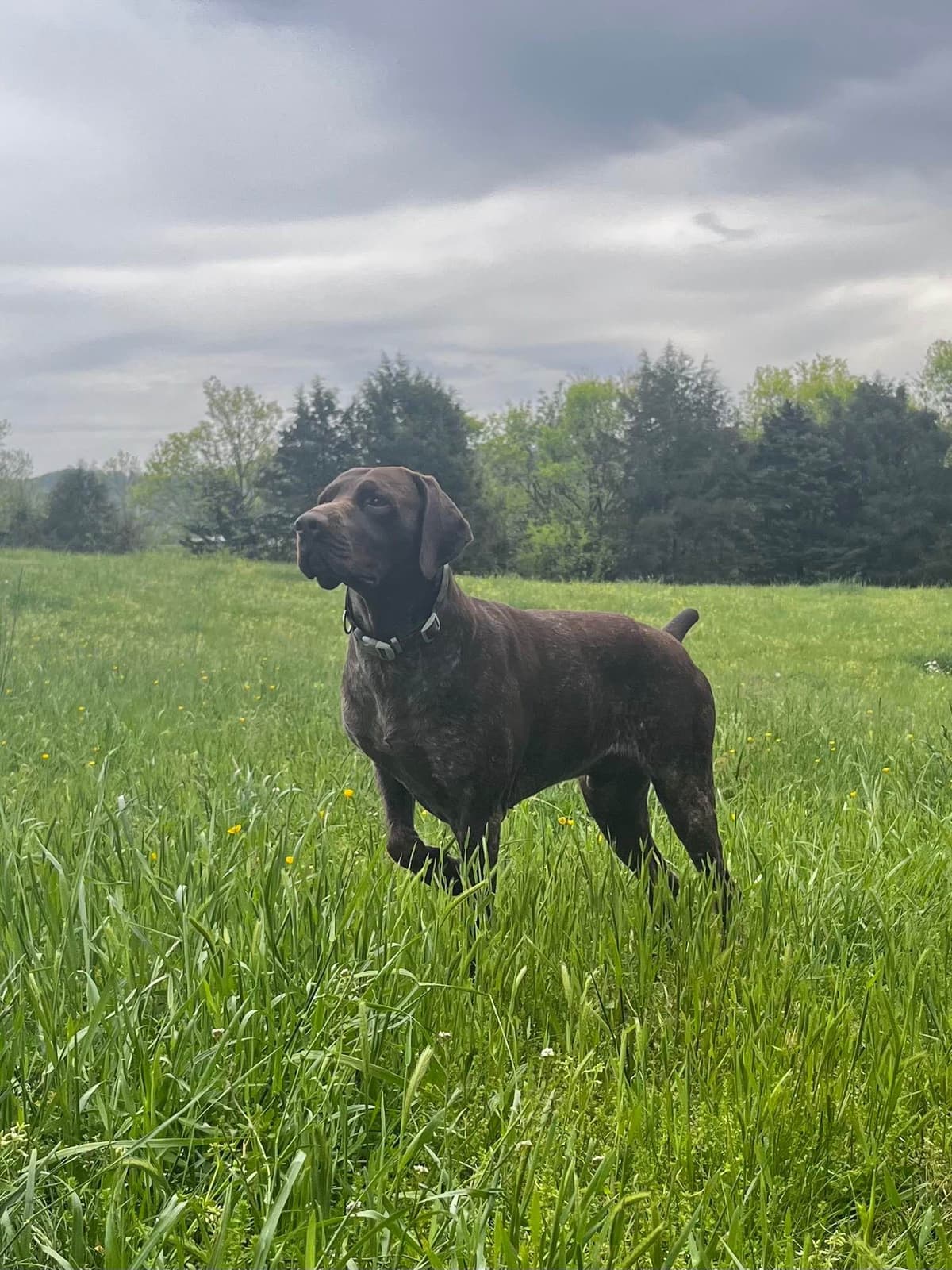 German Shorthaired Pointer Puppies - Farm Raised, Well Socialized breeder image 24