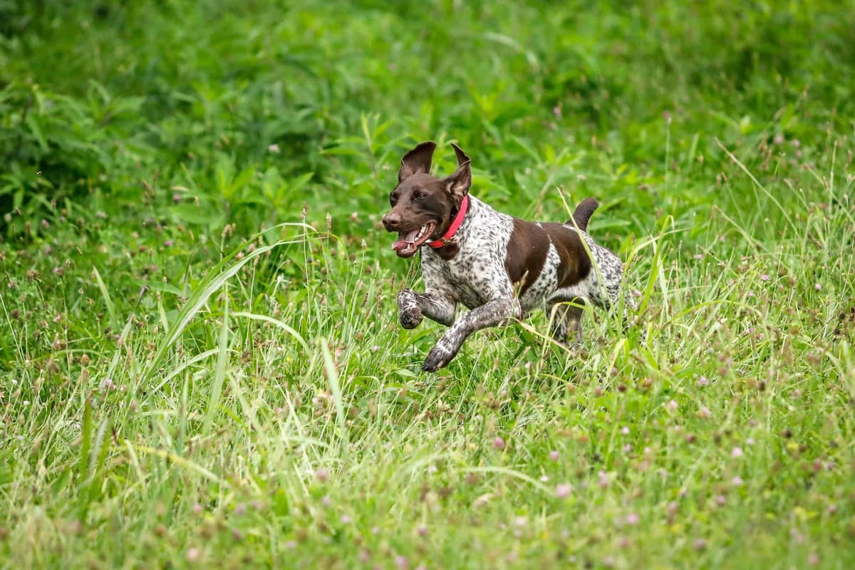 German Shorthaired Pointer Puppies - Farm Raised, Well Socialized breeder image 26