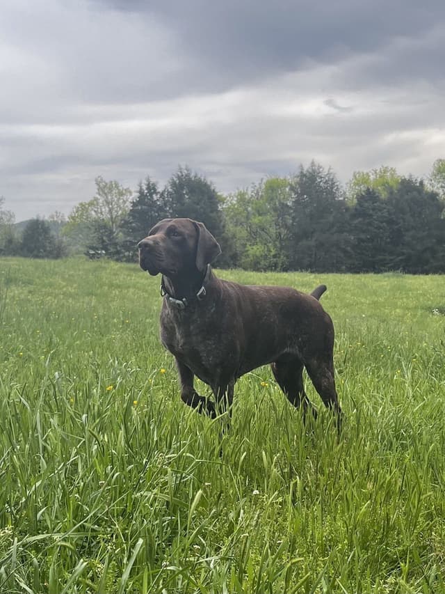 German Shorthaired Pointer Puppies - Farm Raised, Well Socialized media 2