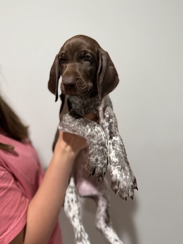 German Shorthaired Pointer Puppies -  Ultimate Family/Field Companion media 2