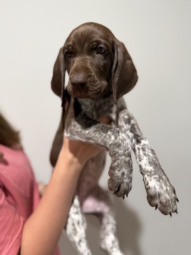 German Shorthaired Pointer Puppies -  Ultimate Family/Field Companion media 3