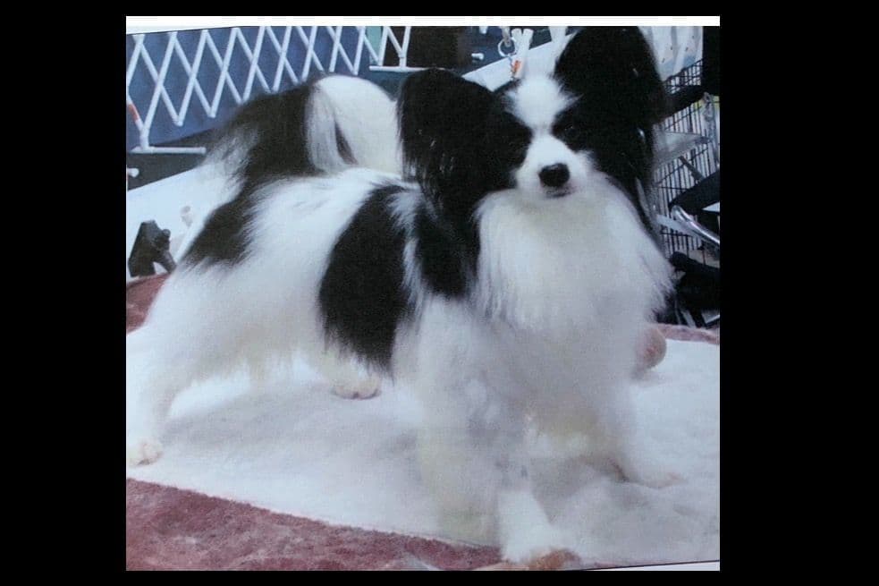 Papillon Puppies breeder image 1