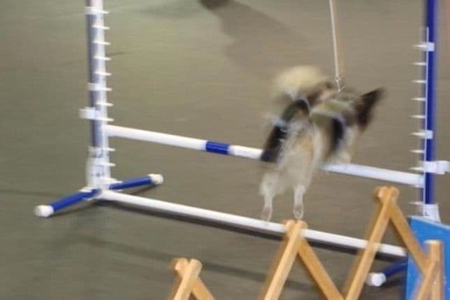Papillon Puppies breeder image 2