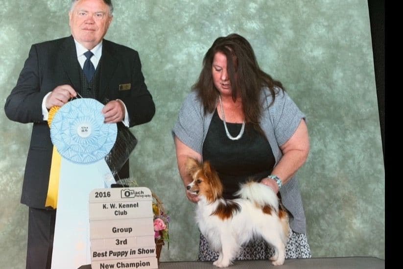 Papillon Puppies breeder image 3
