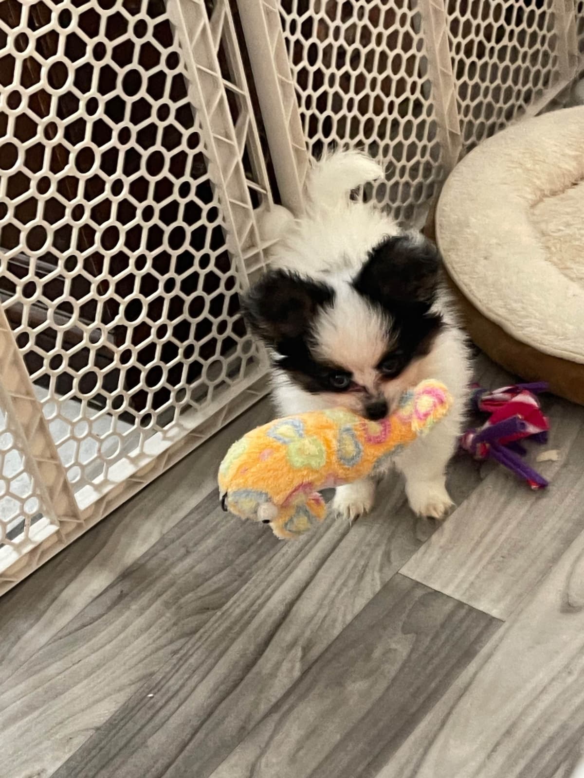 Papillon Puppies breeder image 4
