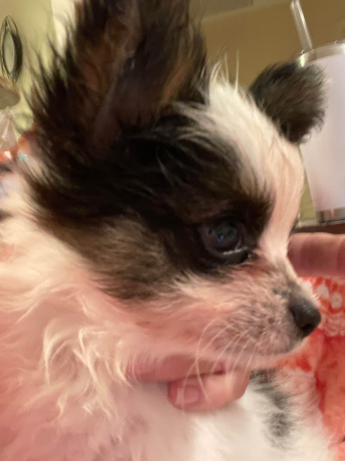 Papillon Puppies breeder image 7