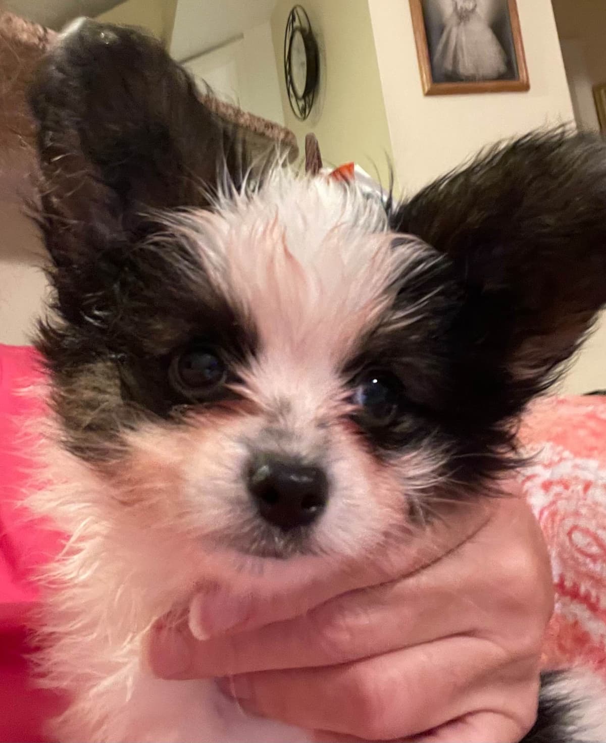 Papillon Puppies breeder image 8