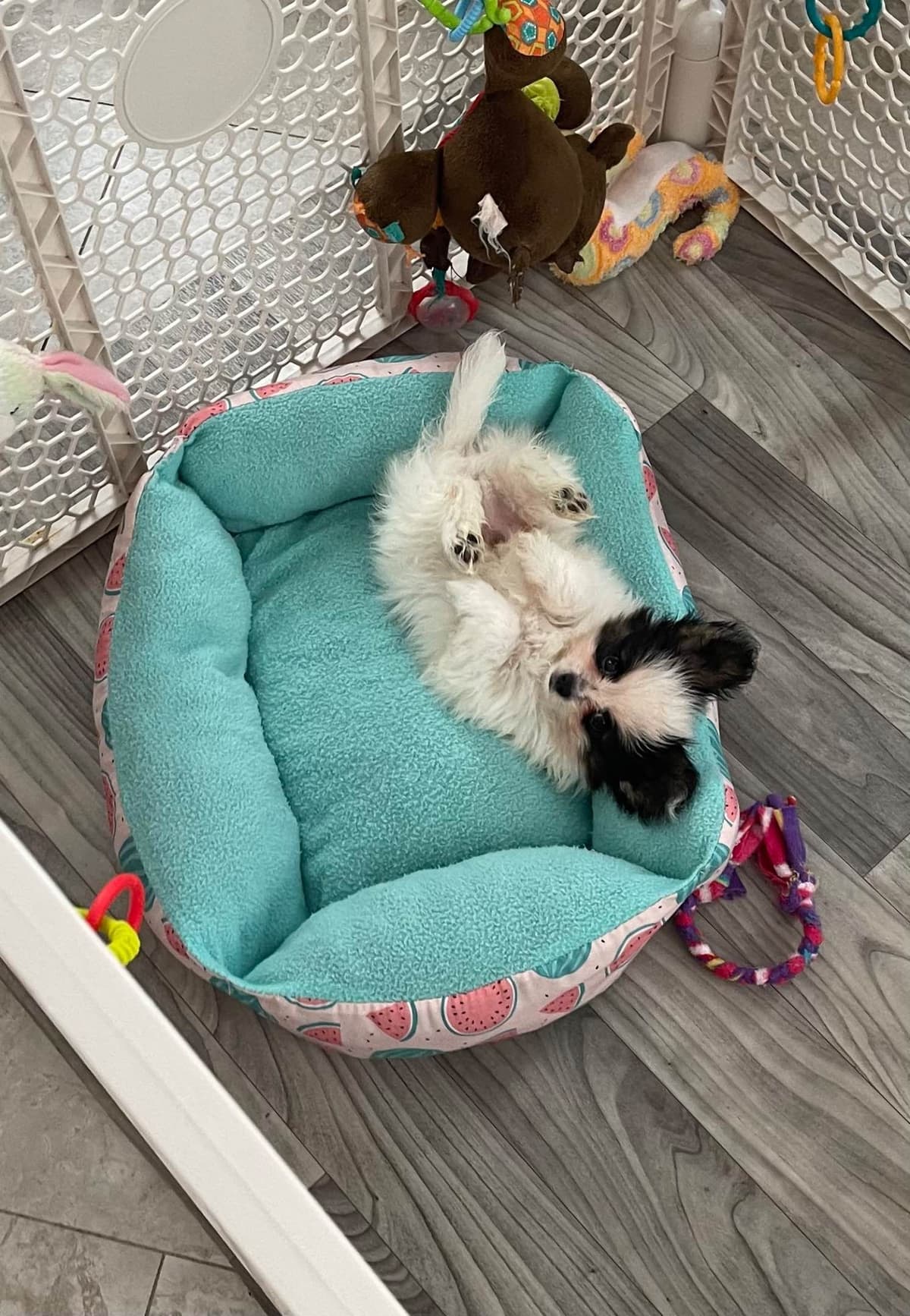 Papillon Puppies breeder image 9