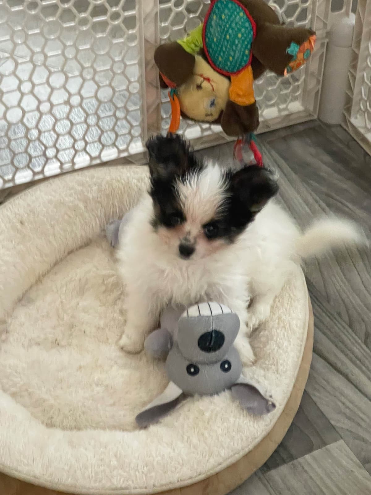 Papillon Puppies breeder image 10