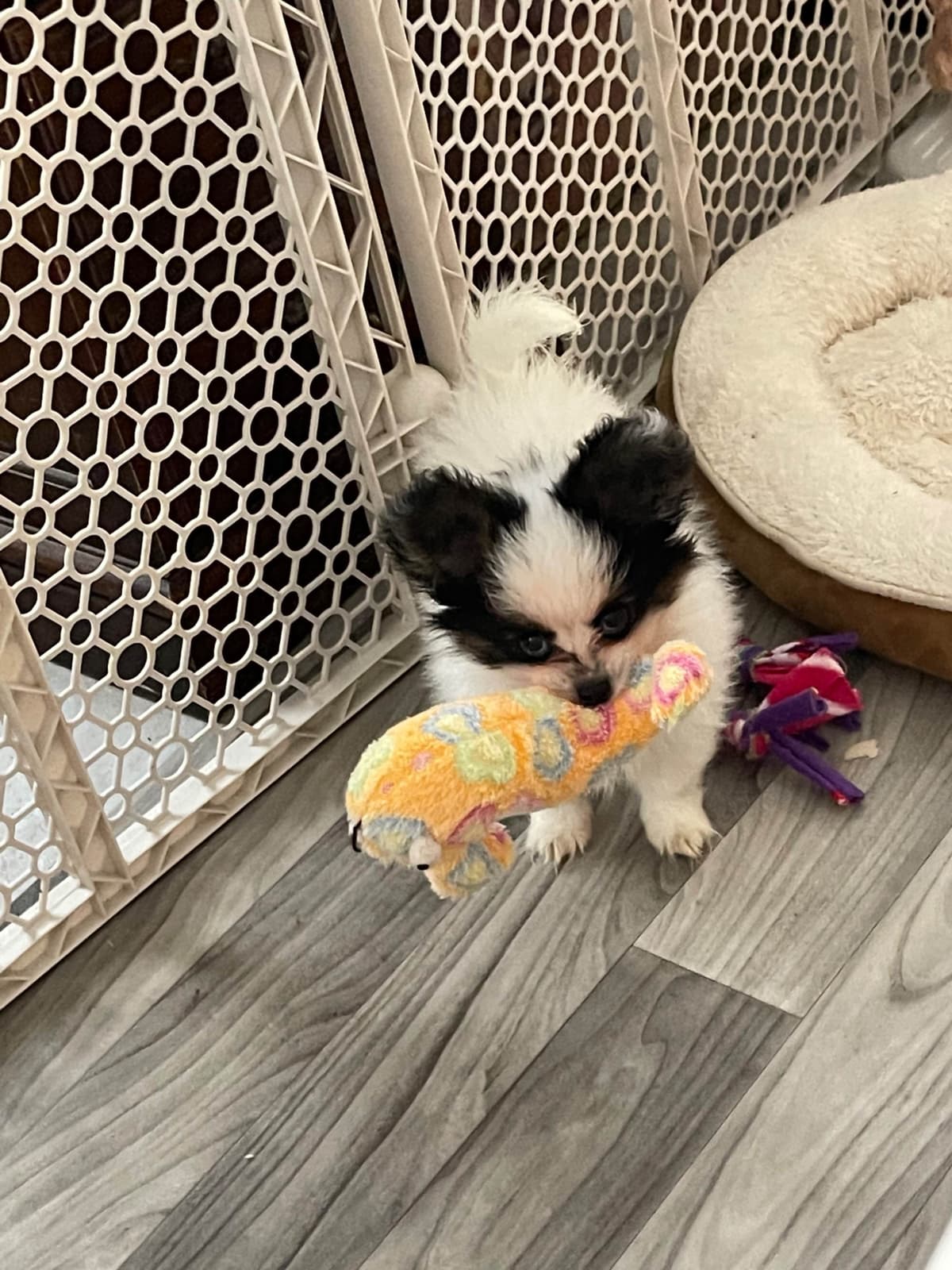 Papillon Puppies breeder image 11