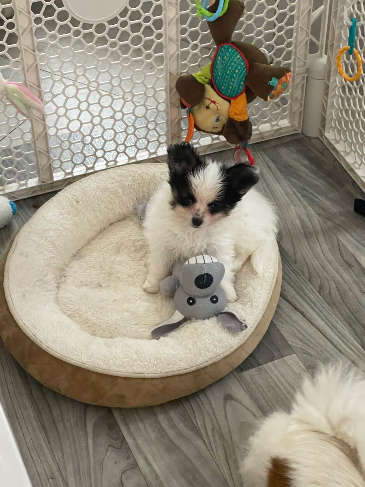 Papillon Puppies breeder image 12