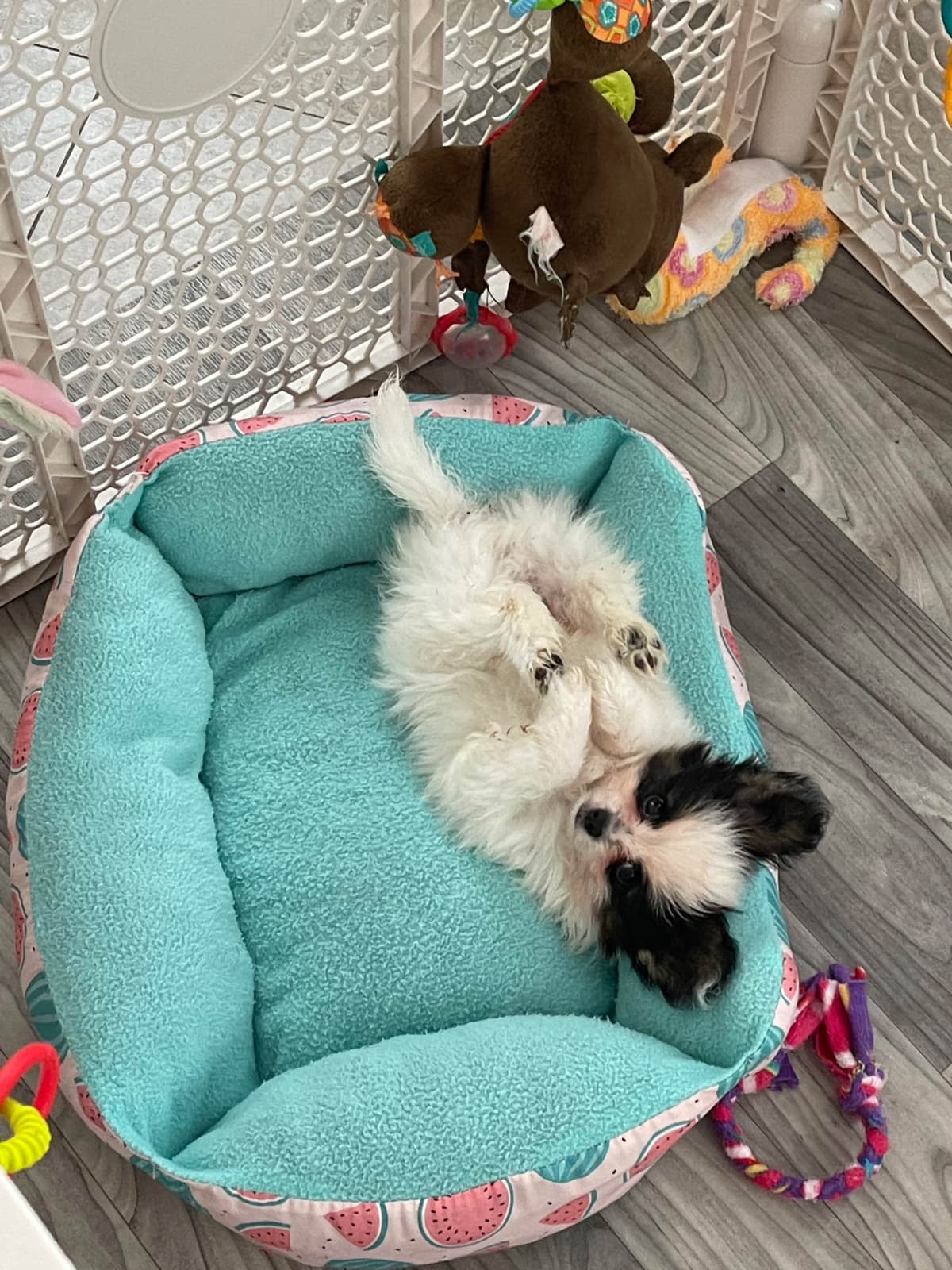 Papillon Puppies breeder image 16