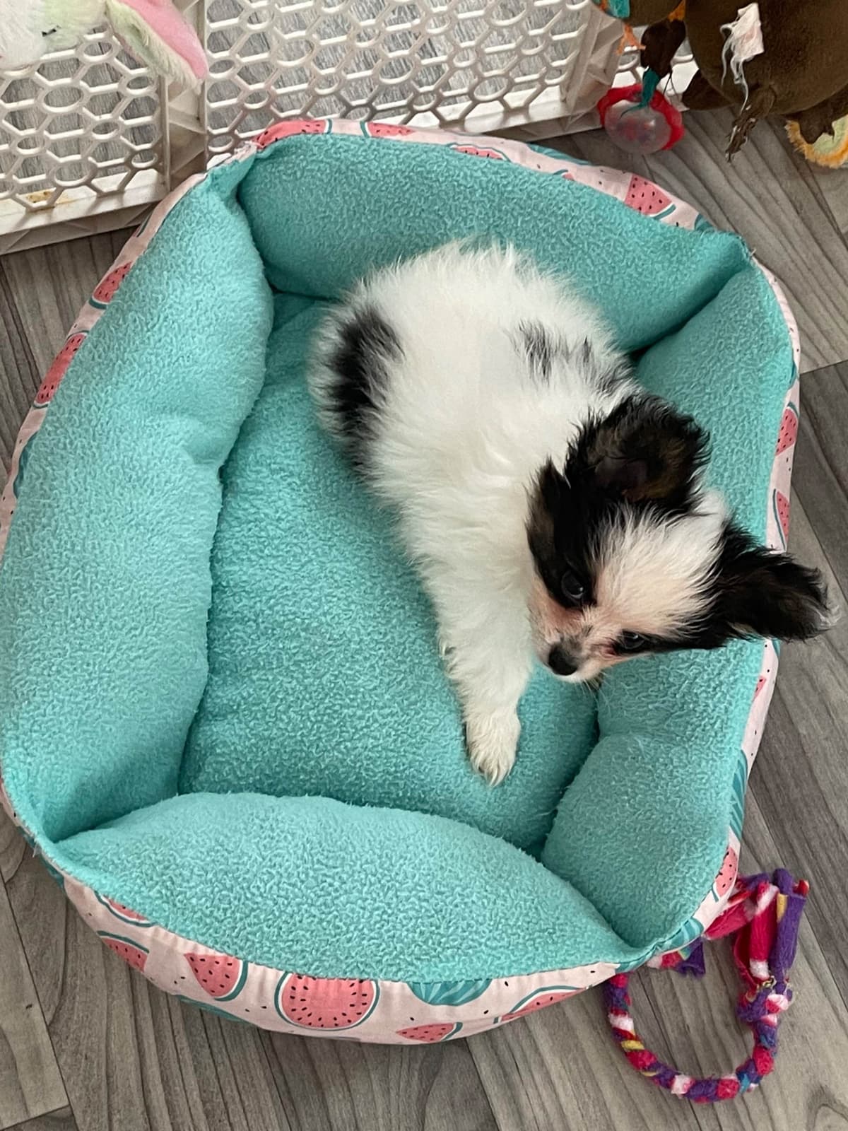 Papillon Puppies breeder image 15
