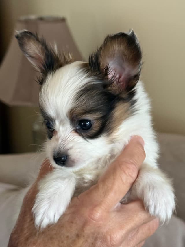 Papillon Puppies media 2