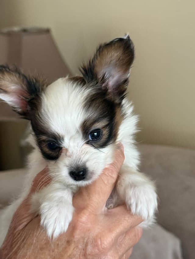 Papillon Puppies media 3
