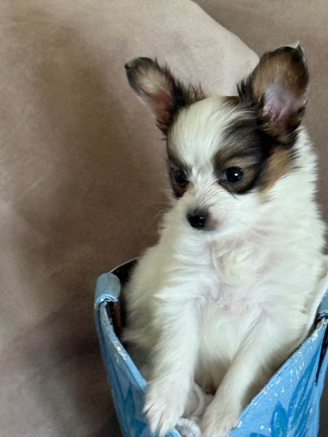 Papillon Puppies media 4