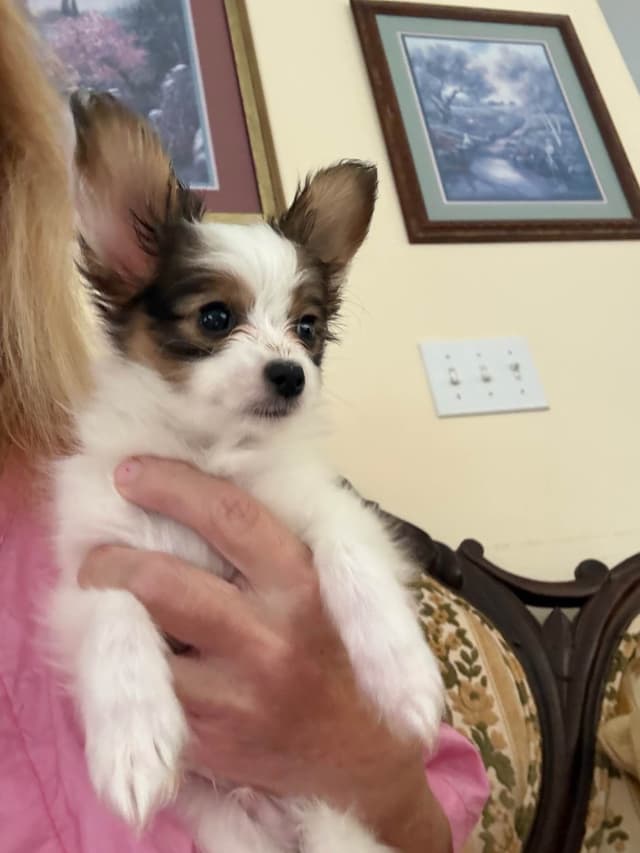 Papillon Puppies media 6