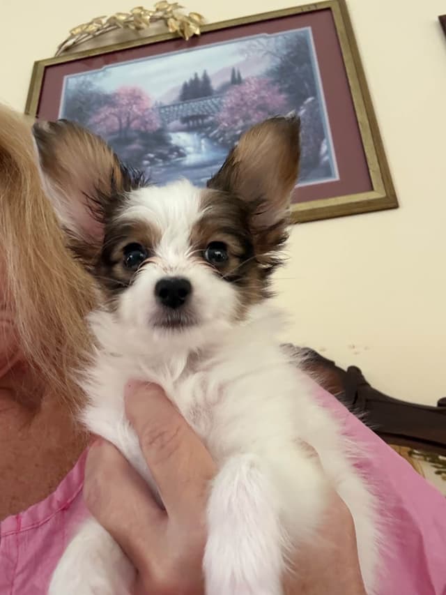 Papillon Puppies media 5