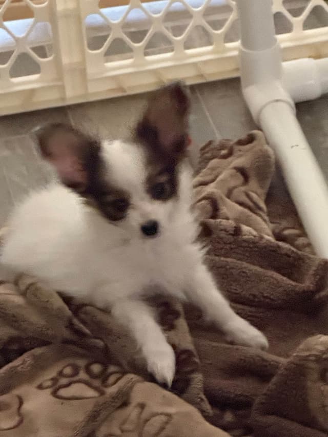Papillon Puppies media 7