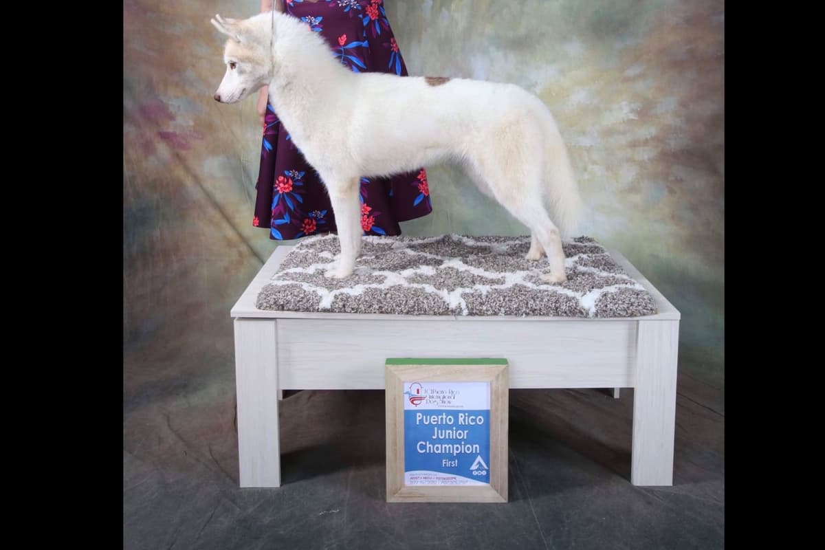 Multi Champion sired Siberian Husky Puppies breeder image 2