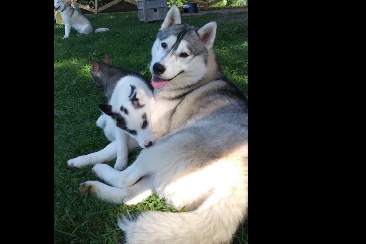 Multi Champion sired Siberian Husky Puppies breeder image 3