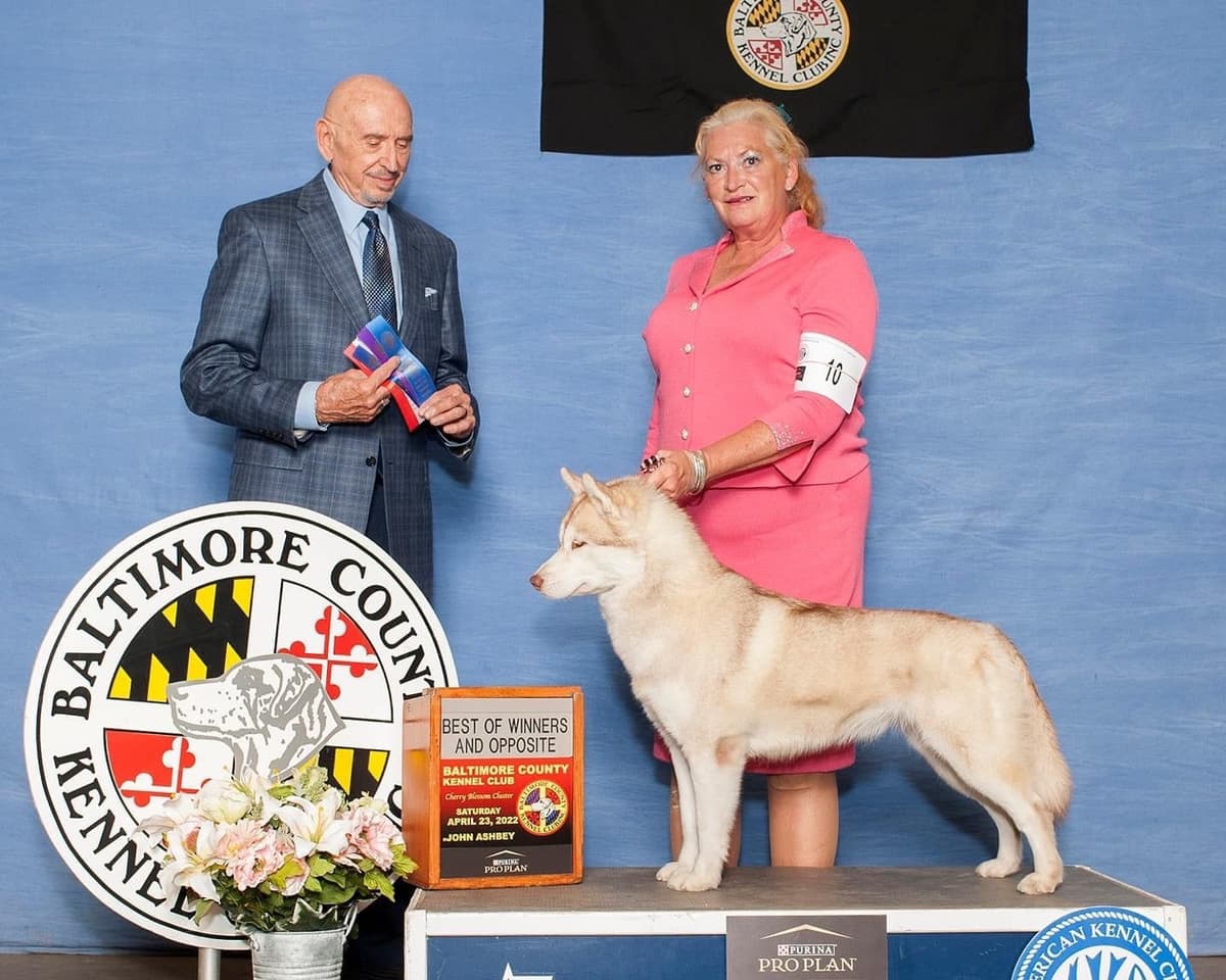 Multi Champion sired Siberian Husky Puppies breeder image 5