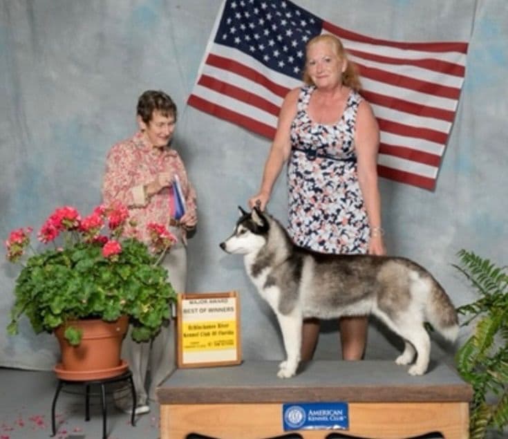 Multi Champion sired Siberian Husky Puppies breeder image 4