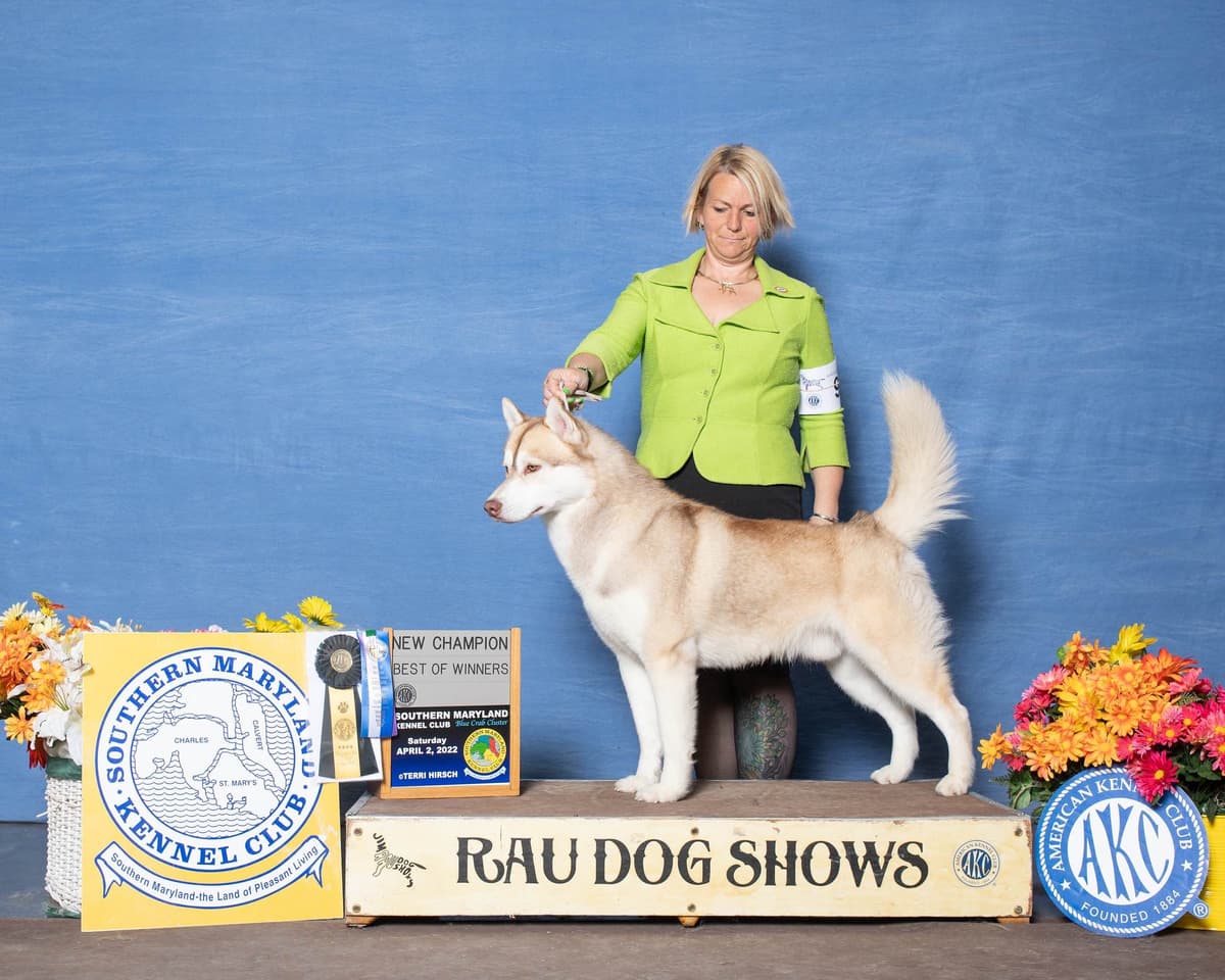 Multi Champion sired Siberian Husky Puppies breeder image 7
