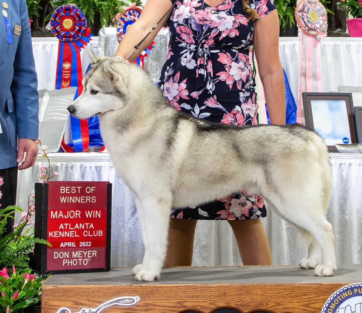 Multi Champion sired Siberian Husky Puppies breeder image 9