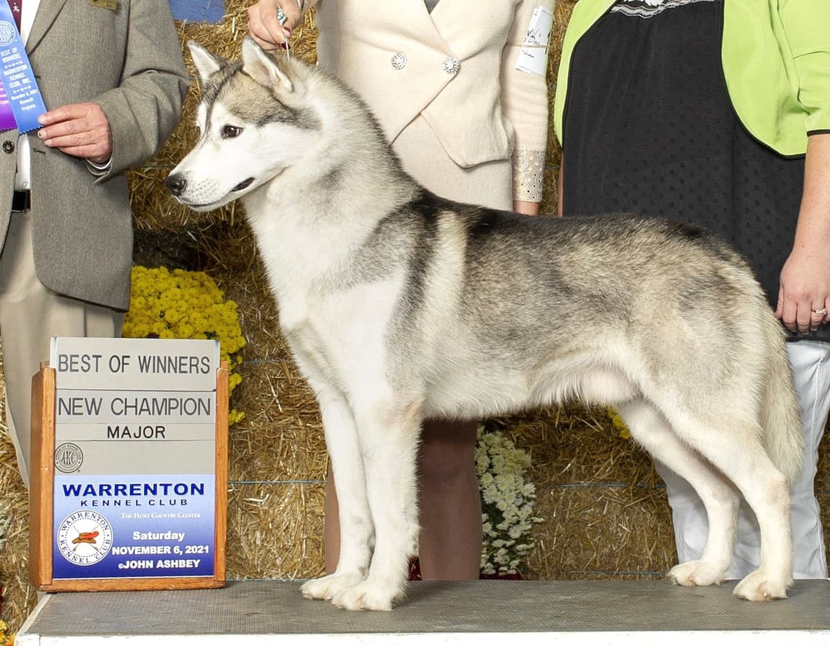 Multi Champion sired Siberian Husky Puppies breeder image 10