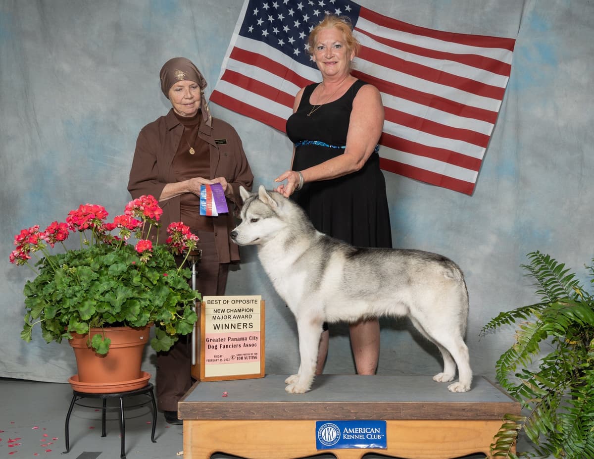 Multi Champion sired Siberian Husky Puppies breeder image 11