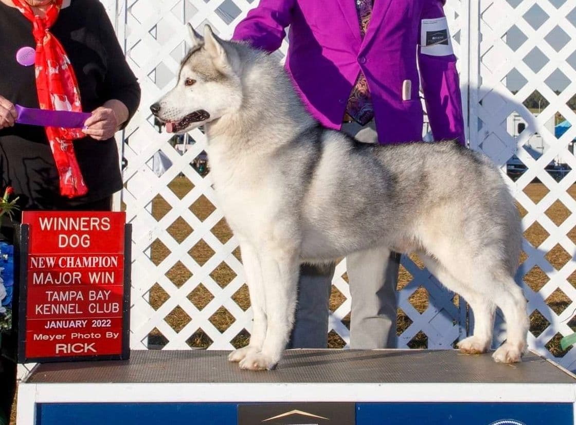 Multi Champion sired Siberian Husky Puppies breeder image 12