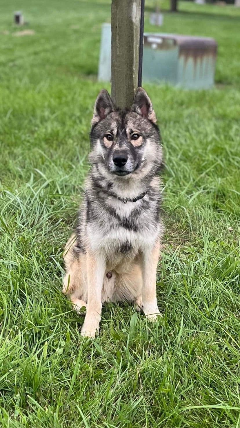 Multi Champion sired Siberian Husky Puppies breeder image 14