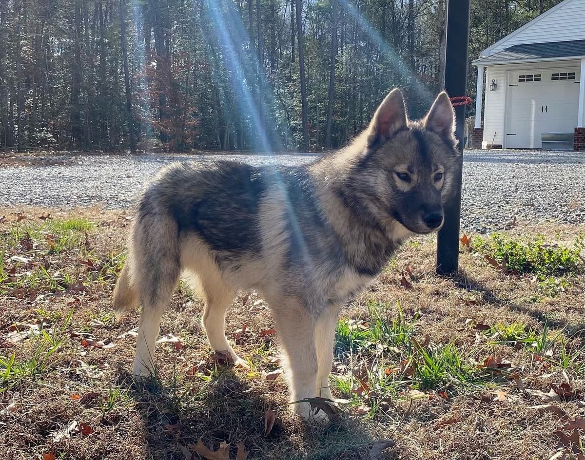 Multi Champion sired Siberian Husky Puppies breeder image 15