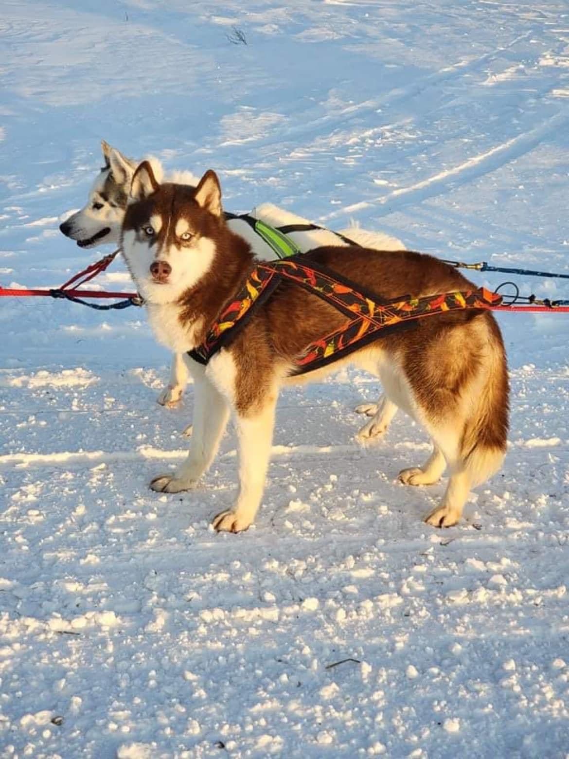 Multi Champion sired Siberian Husky Puppies breeder image 16